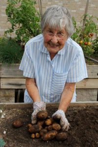 Harvesting potatoes